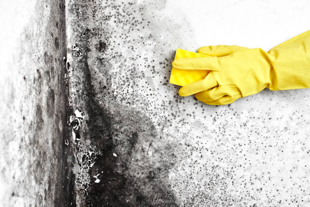 Best Mold Documentation for Insurance Claims  in Hartford City, IN