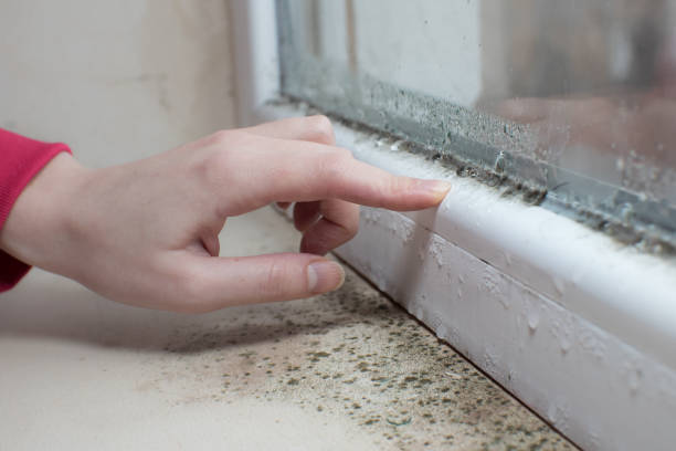 Best Crawl Space Mold Remediation  in Hartford City, IN