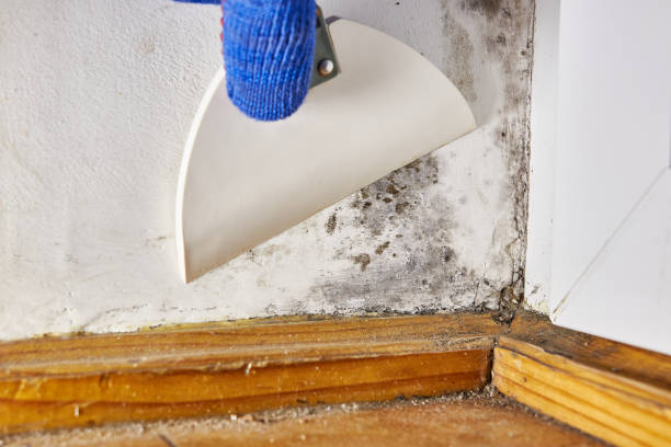 Best Post-Construction Mold Inspection  in Hartford City, IN