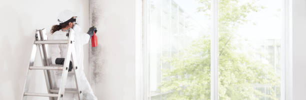 Best Black Mold Removal  in Hartford City, IN